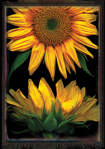 Sunflowers On Black House Flag Image