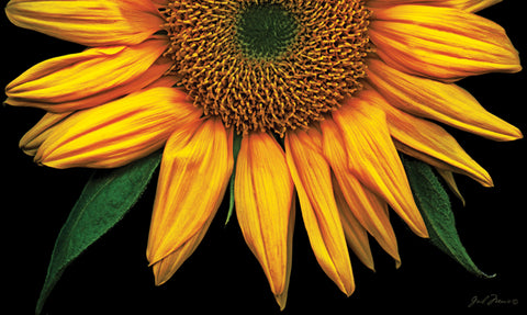 Sunflowers On Black Door Mat Image